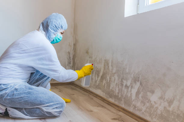 Licensed Commercial Mold Remediation service in Caldwell, TX - Car Mold Remediation
