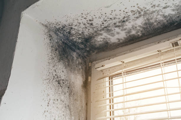 Affordable Commercial Mold Remediation solutions in Caldwell, TX